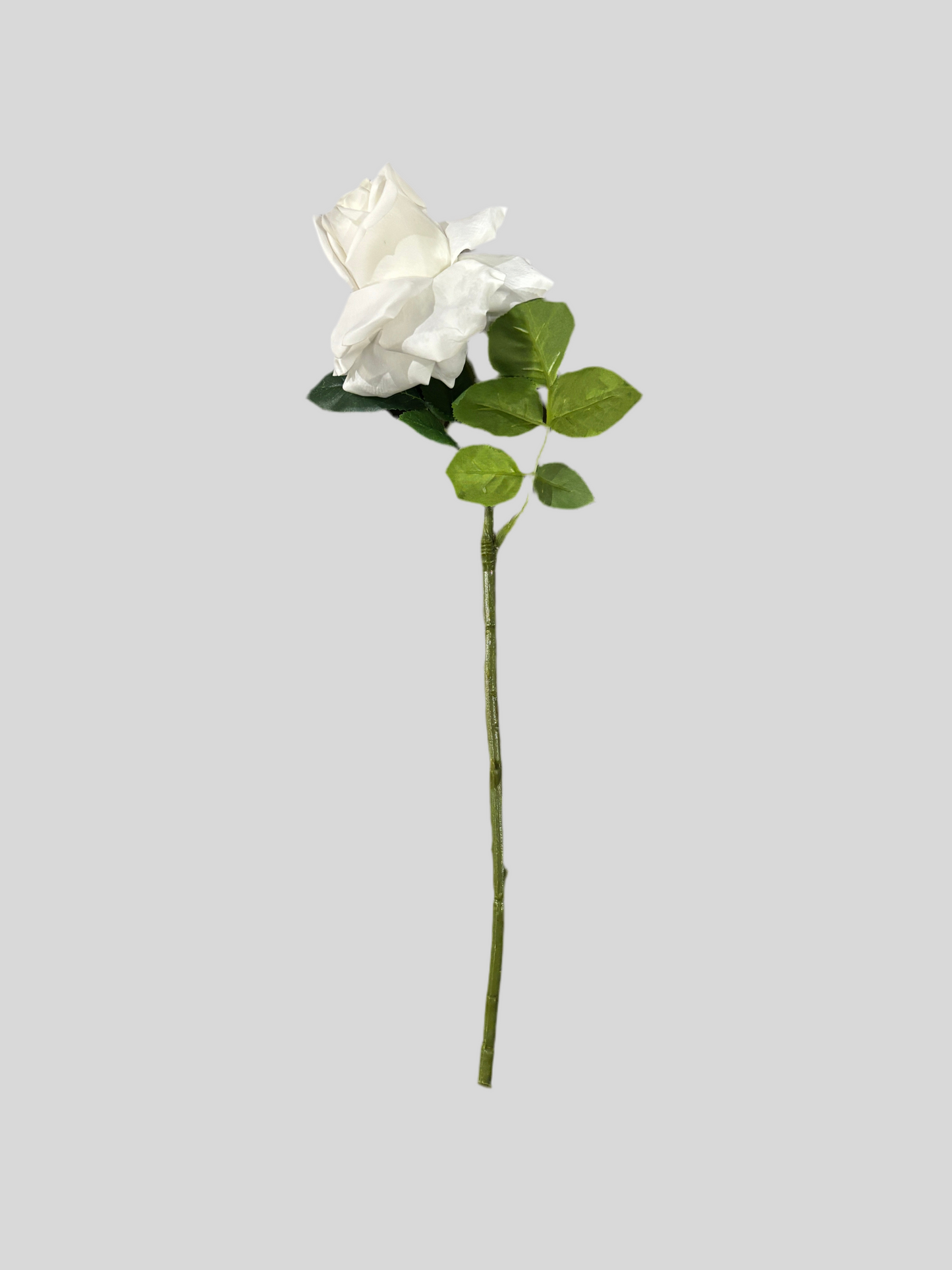 White Rose Stem