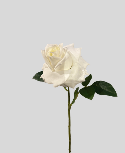 White Rose