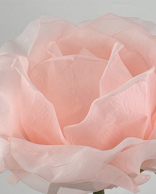 Close-up of a pink rose with